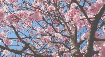 5 bonnes raisons de ne pas se réjouir du retour du printemps