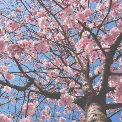 5-bonnes-raisons-de-ne-pas-se-rejouir-du-retour-du-printemps