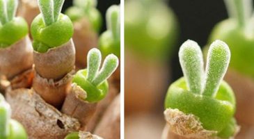 Ces adorables succulentes en forme de lapin font le buzz - %%sitename%%