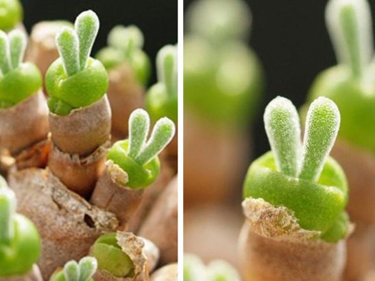 Ces-adorables-succulentes-en-forme-de-lapin-font-le-buzz