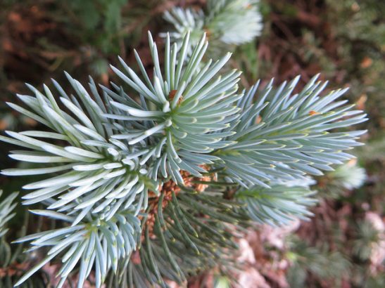 Comment-recycler-son-sapin-de-Noel
