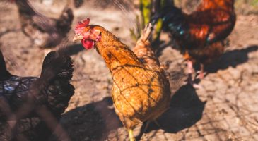 Condition animale et alimentation, serions-nous schizophrènes - %%sitename%%