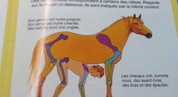 Des livres pour enfants à connotation sexuelle - %%sitename%%
