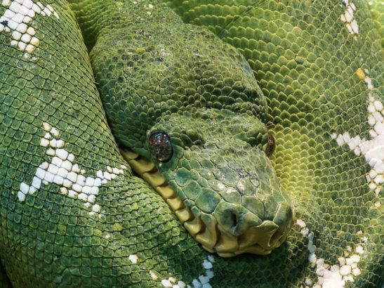 En-Indonesie-le-cadavre-d-un-homme-entier-est-retrouve-dans-le-corps-d-un-python