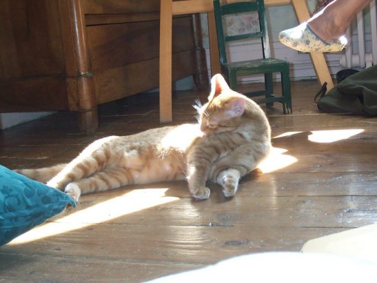 Est-ce-que-mon-chat-s-ennuie