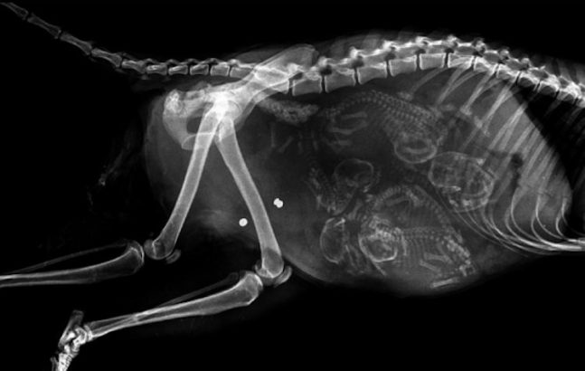 Extraordinaire-!-Decouvrez-l-interieur-d-une-grossesse-chez-12-animaux