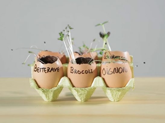 Faire-des-semis-dans-des-coquilles-d-oeufs-rigolo-et-ecolo