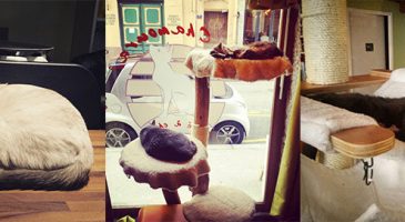 Le Chamouraï, le café des chats de Lyon