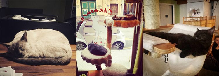 Le-Chamourai-le-cafe-des-chats-de-Lyon