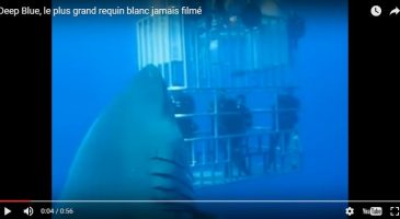 Le plus grand requin blanc au monde jamais filmé