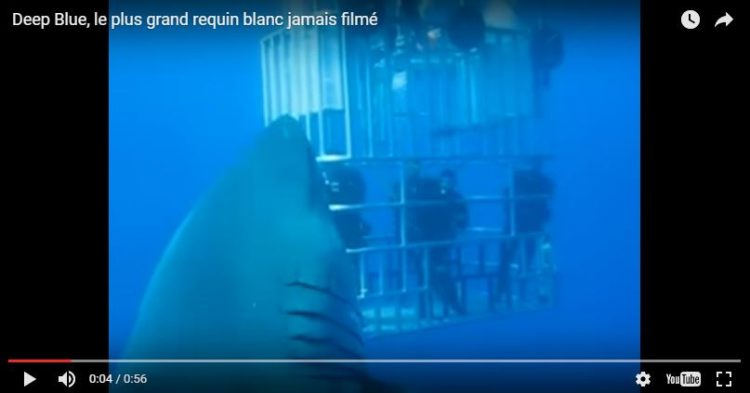 Le-plus-grand-requin-blanc-au-monde-jamais-filme