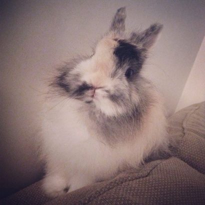 Les-trucs-a-savoir-quand-on-a-un-lapin