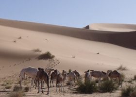 Ma 1ère fois dans le désert en Algérie... - %%sitename%%