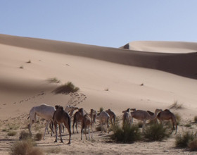 Ma-1ere-fois-dans-le-desert-en-Algerie
