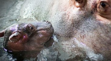 Naissance d'un bébé hippopotame au zoo de Granby