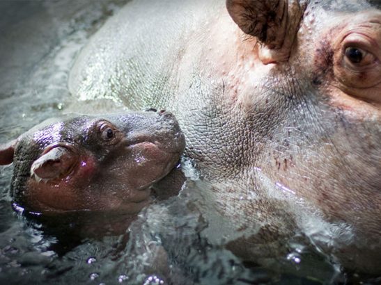 Naissance-d-un-bebe-hippopotame-au-zoo-de-Granby