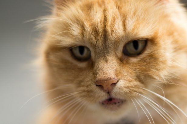 Pourquoi-les-chats