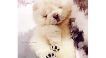 Puffie the Chow Chow, le chien le plus mignon du net ! - %%sitename%%