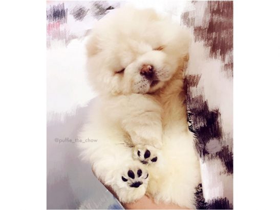 Puffie-the-Chow-Chow-le-chien-le-plus-mignon-du-net-!