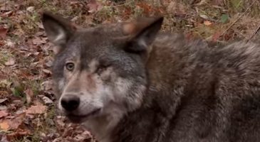 Sauvetage d'un loup coincé dans un piège de chasseur