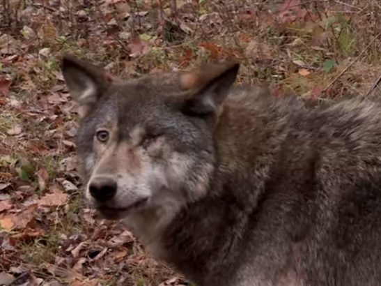Sauvetage-d-un-loup-coince-dans-un-piege-de-chasseur