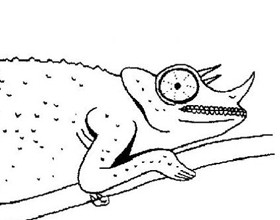 coloriage-cameleon