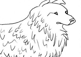 Coloriage : le Colley coloriage chien colley à imprimer - %%sitename%%