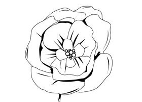 Coloriage : le coquelicot Coloriage coquelicot à imprimer - %%sitename%%
