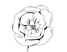 coloriage-coquelicot