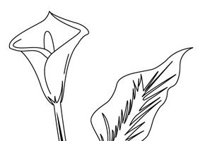 Coloriage : l'arum Coloriage fleur arum à imprimer - %%sitename%%