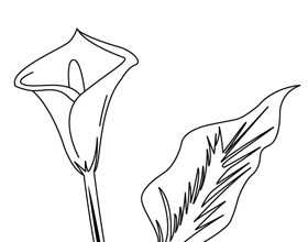 coloriage-fleur-arum