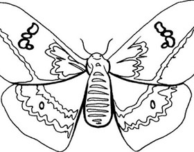 coloriage-papillon