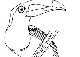 Coloriage : le toucan Coloriage toucan à imprimer - %%sitename%%