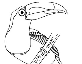 coloriage-toucan