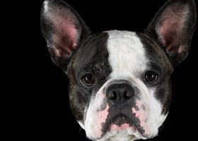 Expo : à quelles personnalités appartiennent ces chiens ? - %%sitename%%