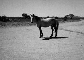 "Land 250", l'exposition de Patti Smith - %%sitename%%