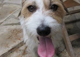 Le Jack Russel : chien Top Tendance - %%sitename%%