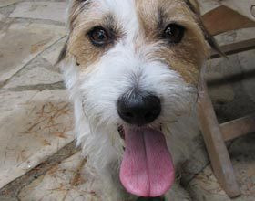 mode-jack-russel