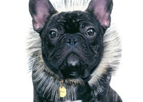 Marcel, une égérie qui a du chien ! - %%sitename%%
