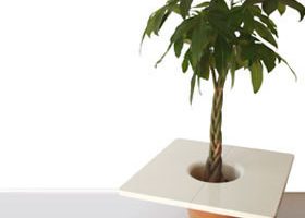 Je veux des plantes d'intérieur "design" ! - %%sitename%%