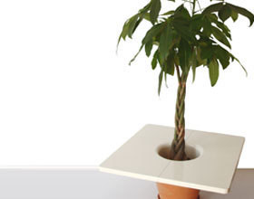plante-d-interieur