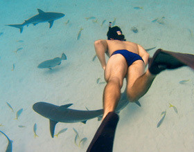 sharkwater-les-seigneurs-de-la-mer