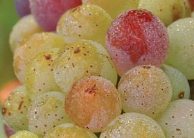 Vendange dans les Côtes du Rhône... - %%sitename%%