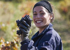 Les vendanges à ma façon ! - %%sitename%%