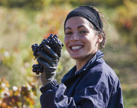 vendanges-2009