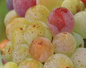 vendanges-en-Bourgogne