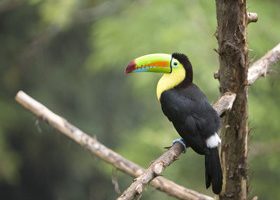 Grands frissons au Costa Rica - %%sitename%%