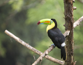voyage-au-Costa-Rica