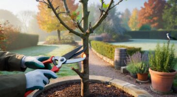 Ce secret de paysagiste change la taille des arbres: voici la méthode 2025 pour un jardin français plus résilient