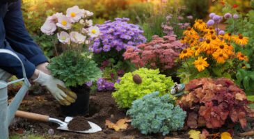 Ces vivaces à planter à la Toussaint : ce timing simple et 5 variétés clés pour un jardin que tout le voisinage remarque